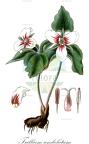 Trillium undulatum