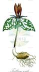 Trillium sessile