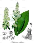 Veratrum album