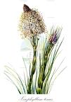 Xerophyllum tenax