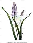 Amianthium muscaetoxicum