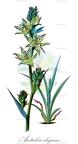 Anticlea elegans