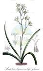 Anticlea elegans subsp. glauca