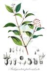Pachycentria pulverulenta