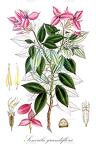 Sonerila grandiflora