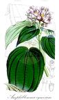 Amphiblemma cymosum