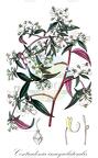 Centradenia inaequilateralis