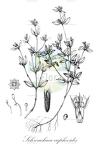 Schwackaea cupheoides