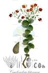Cambessedesia latevenosa