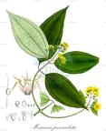 Meriania paniculata