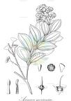 Axinaea merianiae