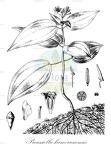Preussiella kamerunensis