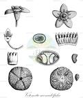 Votomita monadelpha