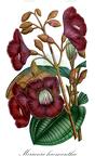 Meriania haemantha