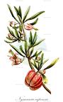 Nymania capensis
