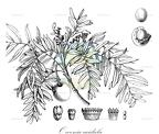 Owenia acidula