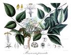 Munronia pinnata
