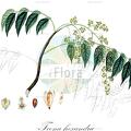 Toona hexandra