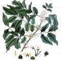 Trichilia havanensis