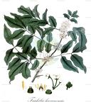 Trichilia havanensis