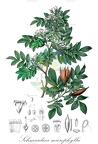 Schmardaea microphylla