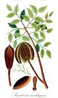 Swietenia mahagoni