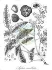 Aglaia cucullata