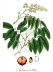 Aglaia cucullata