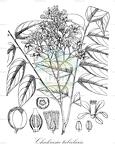 Chukrasia tabularis