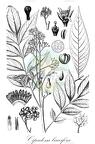 Cipadessa baccifera