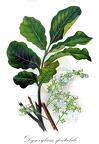 Dysoxylum spectabile