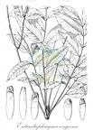 Entandrophragma congoense
