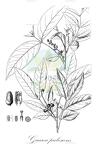 Guarea pubescens