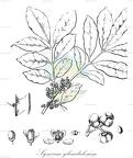 Synoum glandulosum