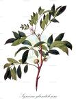 Synoum glandulosum