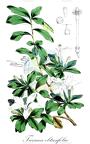 Turraea obtusifolia