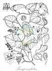 Tinospora glabra