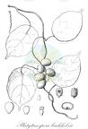 Platytinospora buchholzii