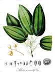Abuta grandifolia