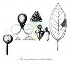 Anomospermum reticulatum