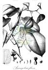 Arcangelisia flava