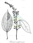 Borismene japurensis