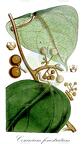 Coscinium fenestratum