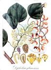 Diploclisia glaucescens
