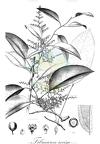 Fibraurea recisa