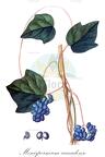 Menispermum canadense
