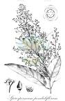 Spirospermum penduliflorum