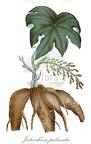 Jateorhiza palmata
