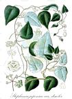Stephania japonica var. discolor