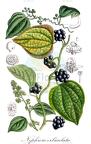 Nephroia orbiculata